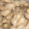 Bulk Chinese Exporter Air Dry Dried Fresh Mature Super Cheap Ginger